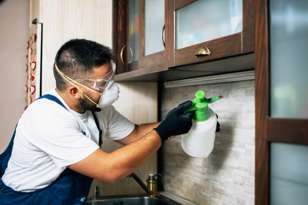 Best Mosquito Control Services  in Corcoran, MN
