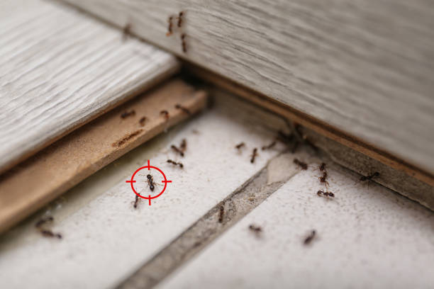 Best Spider Control Near Me  in Corcoran, MN