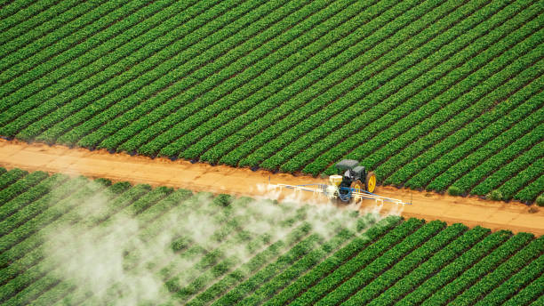 Best Termite Control Services  in Corcoran, MN